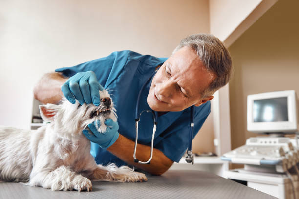Best Same-Day Emergency Dental Services in Aliquip, PA